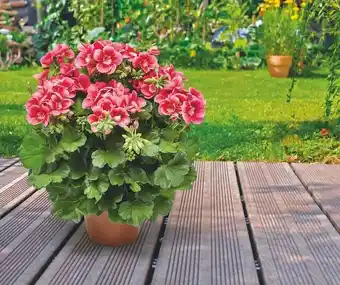 Jardiland Géranium “Pretty Little" offre
