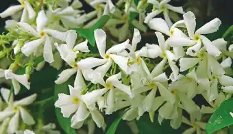 Jardiland Jasmin étoilé offre
