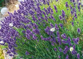 Jardiland Lavande de jardin offre