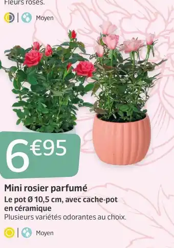 Jardiland Mini rosier parfumé offre