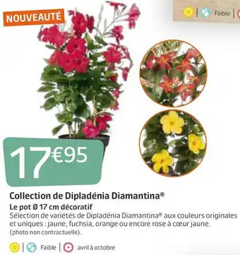 Jardiland Collection de Dipladénia offre