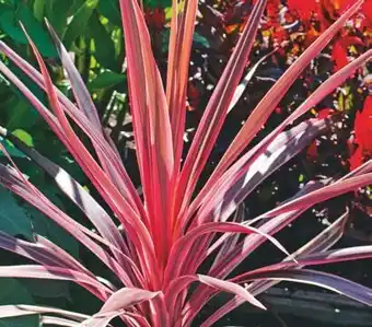 Cordyline