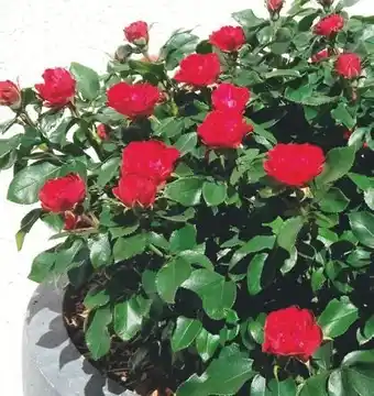Jardiland Rosier Zepeti Meibenbino offre