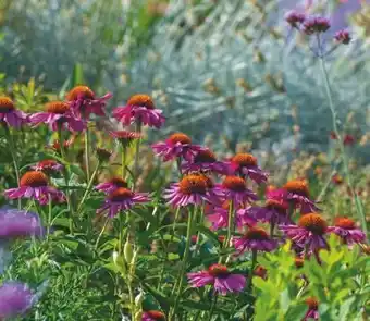 Jardiland Collection de Vivaces offre