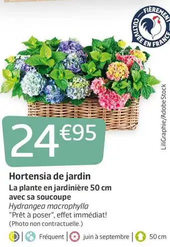 Jardiland Hortensia de jardin offre