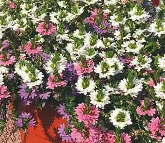 Jardiland Scaevola Fancy trio offre