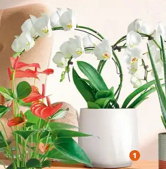 Jardiland Orchidée offre