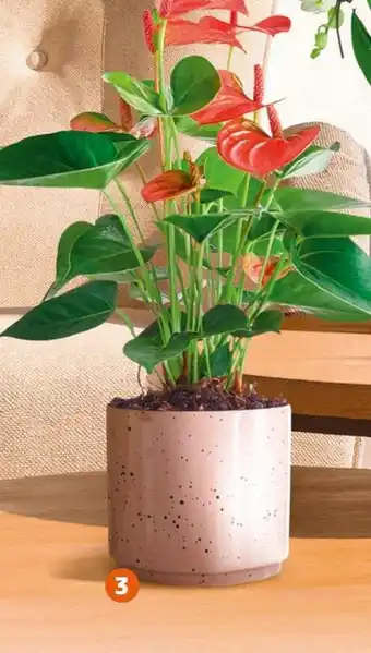 Jardiland Anthurium en collection offre