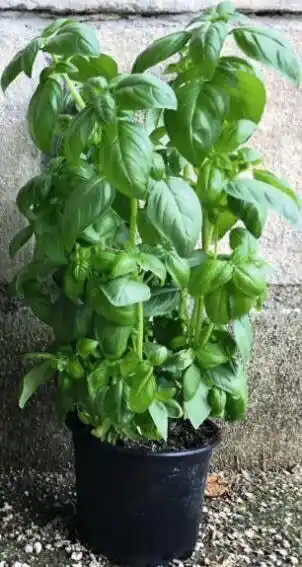 Basilic