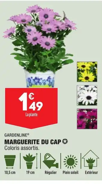 ALDI Marguerite Du Cap offre
