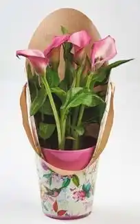 Auchan GUZMANIA OU CALLA + CACHE POT CÉRAMIQUE offre