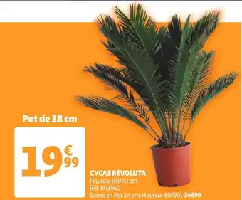 CYCAS RÉVOLUTA