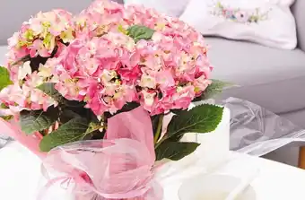 Auchan HORTENSIA 6 À 10 TÊTES offre
