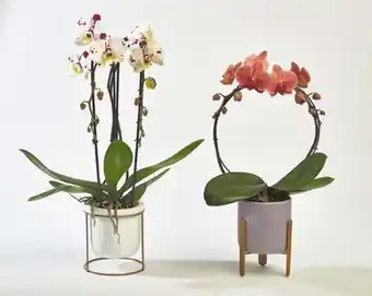 Auchan ORCHIDÉE 2 ARCEAU CACHE POT CÉRAMIQUE offre