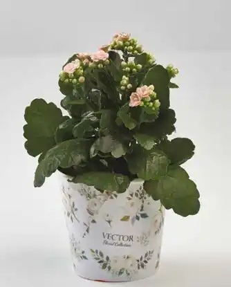 Auchan KALANCHOË POT DÉCO offre