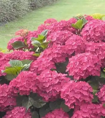 Auchan PLANTES DE TERRE DE BRUYERE offre