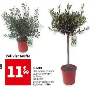 Auchan OLIVIER offre