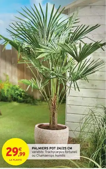 Intermarché Palmiers pot 24/25cm offre