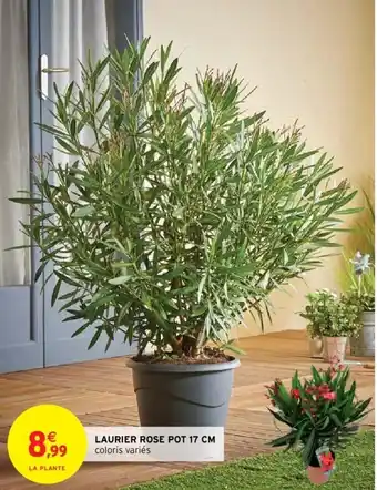 Laurier rose pot 17cm
