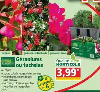 Norma Géraniums ou fuchsias offre