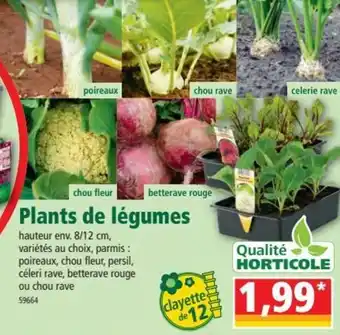 Norma Plants de légumes offre