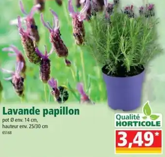 Norma Lavande papillon offre