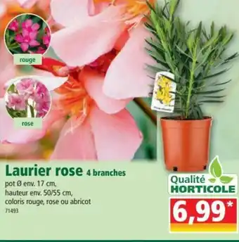 Norma Laurier rose offre