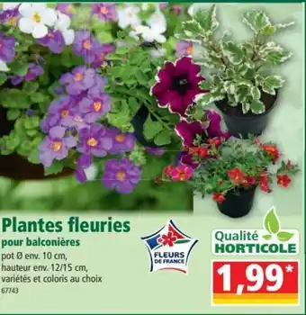Plantes fleuries