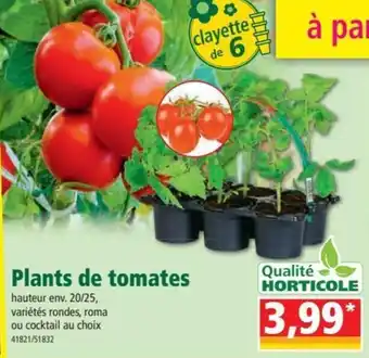 Norma Plants de tomates offre