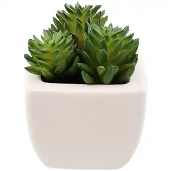 Plante grasse dans pot blanc