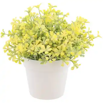 Action Campanula en pot offre