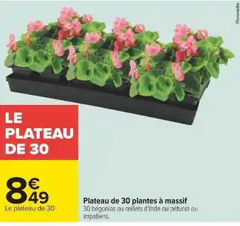 Carrefour Plateau de 30 plantes à massif offre