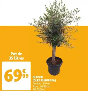 Auchan Olivier (olea europaea) offre