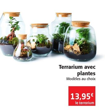 Colruyt Terrarium Avec Plantes offre