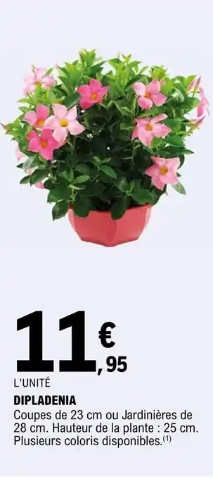 E.Leclerc Dipladenia offre