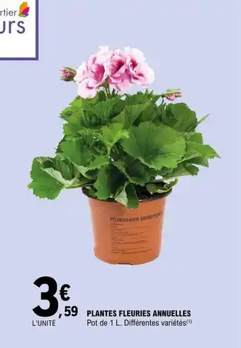 Plantes fleurres annuelles