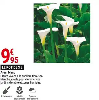 Arum blanc