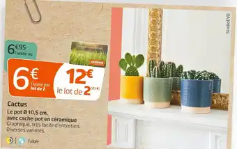 Cactus