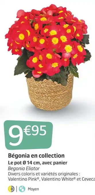 Jardiland Bégonia en collection offre