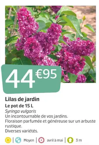 Jardiland Lilas de jardin offre