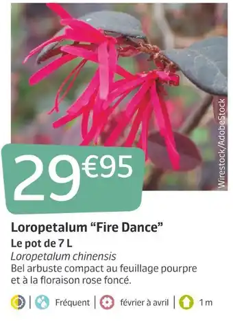 Loropetalum âfire danceâ