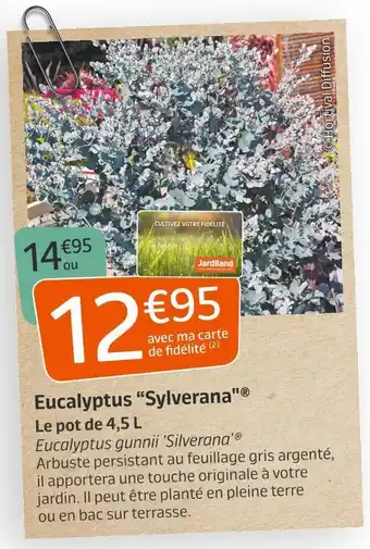Jardiland Eucalyptus “sylverana"® offre