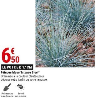 Fétuque bleue 'intense blue'