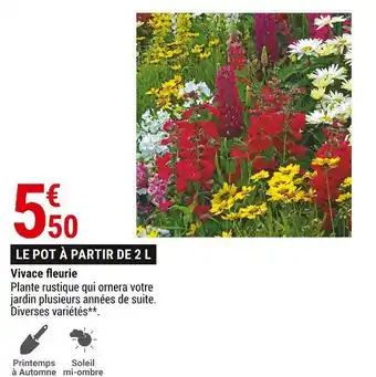 Vivace fleurie