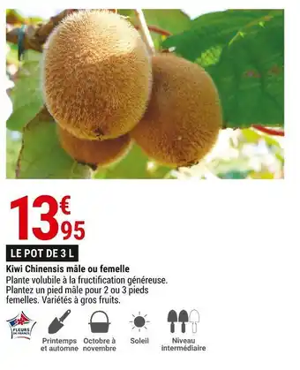 Gamm vert Kiwi chinensis mâle ou femelle offre