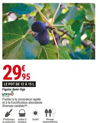 Gamm vert Invivo figuier demi-tige offre