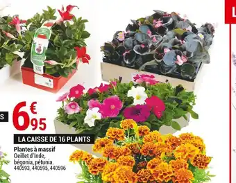 Plantes à massif