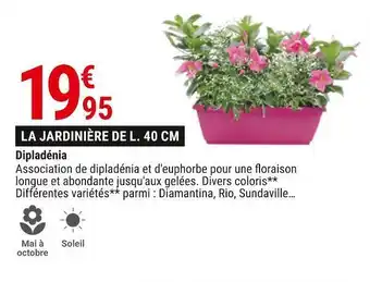 Gamm vert Dipladénia offre