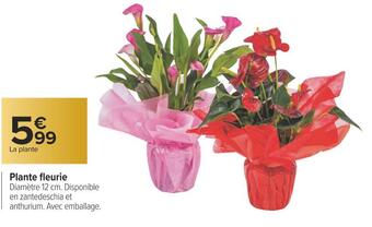 Carrefour Plante fleurie offre