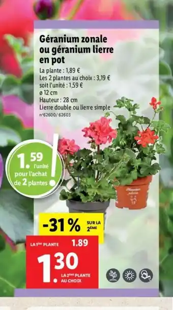Lidl Gèranium Zonale Ou Gèranium Lierre En Pot offre